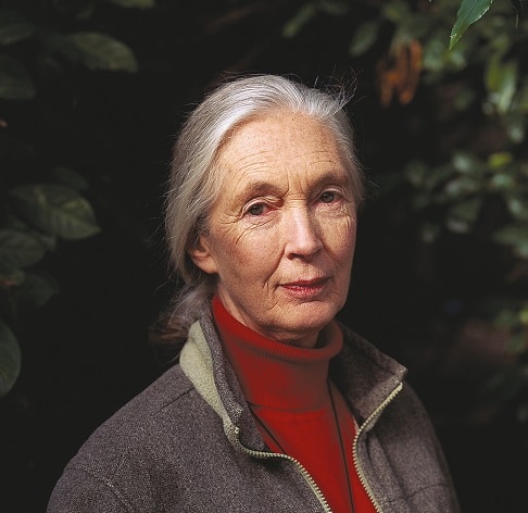 Jane Goodall